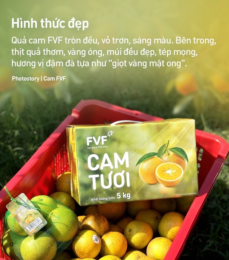 Giải mã lý do cam tươi FVF chinh phục người tiêu dùng