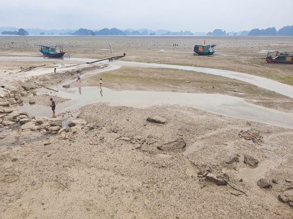 van don quang ninh thong tin moi ve vu lan chiem vinh bai tu long