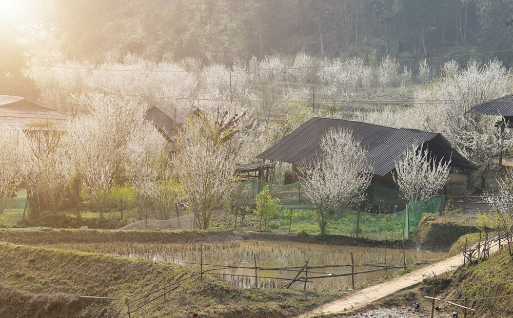 chiem nguong ve dep cua hoa man tren cao nguyen bac ha