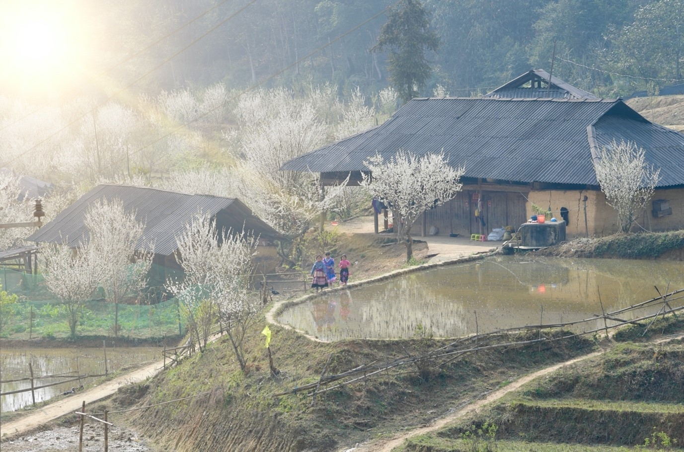 chiem nguong ve dep cua hoa man tren cao nguyen bac ha