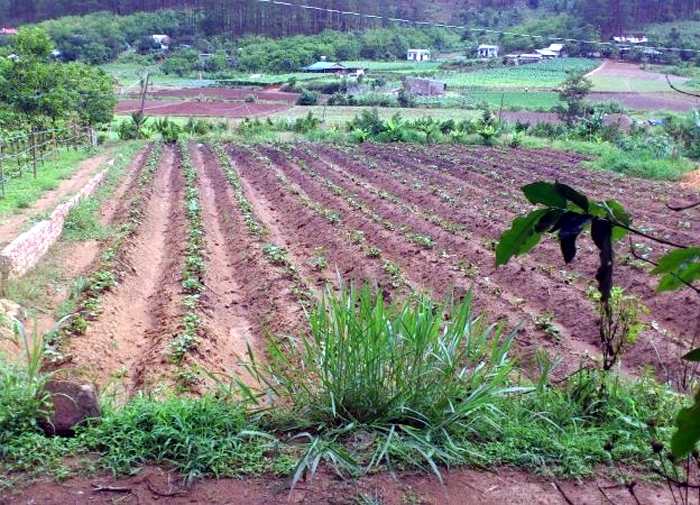 muc phat khi bo hoang dat trong cay lau nam