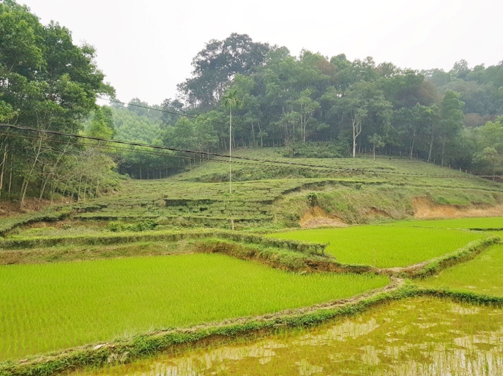 Hạ Hòa (Phú Thọ): Lộ rõ thông tin thiếu cơ sở pháp lý trong xét xử tranh chấp đất đai tại tòa sơ thẩm