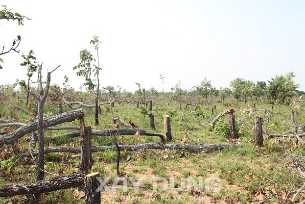 tam giu hinh su 4 doi tuong lien quan den vu pha gan 400ha rung tu nhien tai dak lak