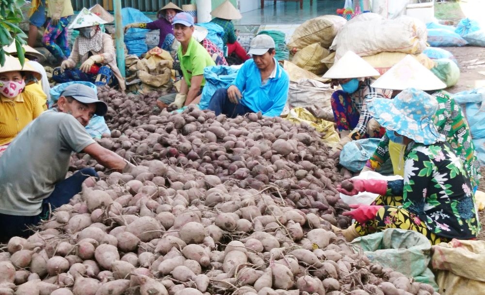 vuong quoc khoai lang binh tan keu cuu