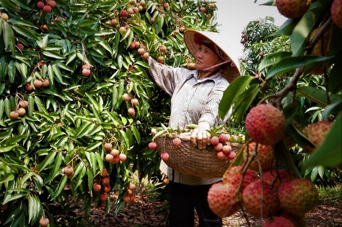 bac giang sap dien ra hoi nghi xuc tien tieu thu vai thieu 2020