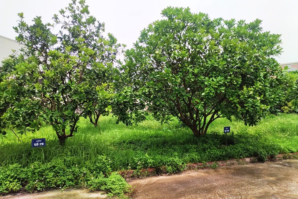 thuan thanh bac ninh la lung trang trai chan nuoi trong cum cong nghiep