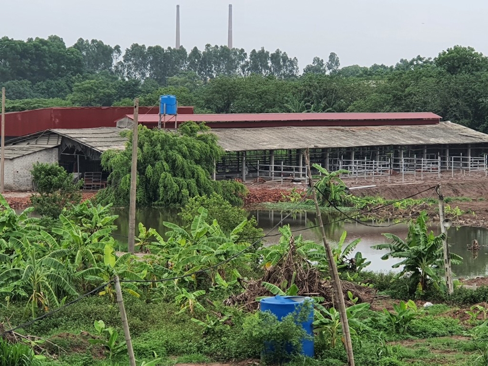 phu xuyen ha noi can lam ro viec sua chua cai tao chuong trai lam noi nuoi mo bo