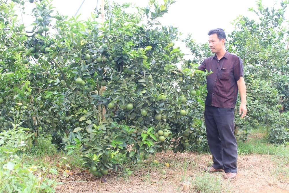 Như Xuân (Thanh Hóa): Những sản phẩm “trái ngọt” đầu mùa của chương trình OCOP