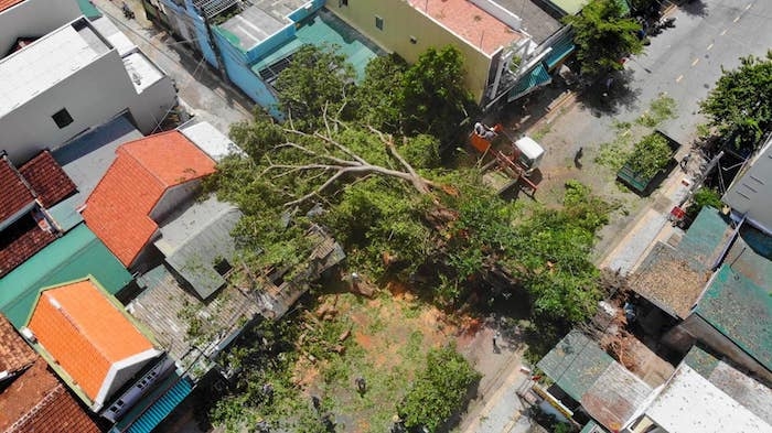 quang ngai huy dong cau tram tan de trong lai cay da tram tuoi