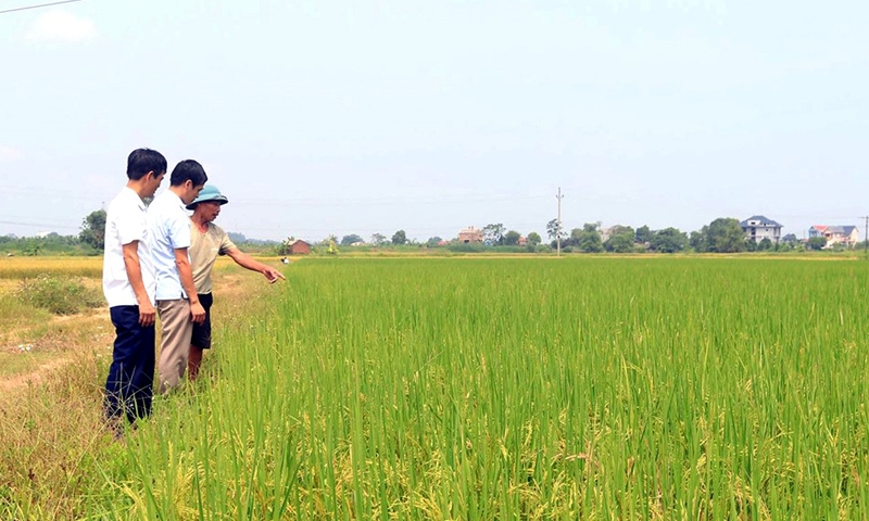 Thanh Ba (Phú Thọ): Khai thác tiềm năng, thế mạnh để xây dựng nông thôn mới nâng cao