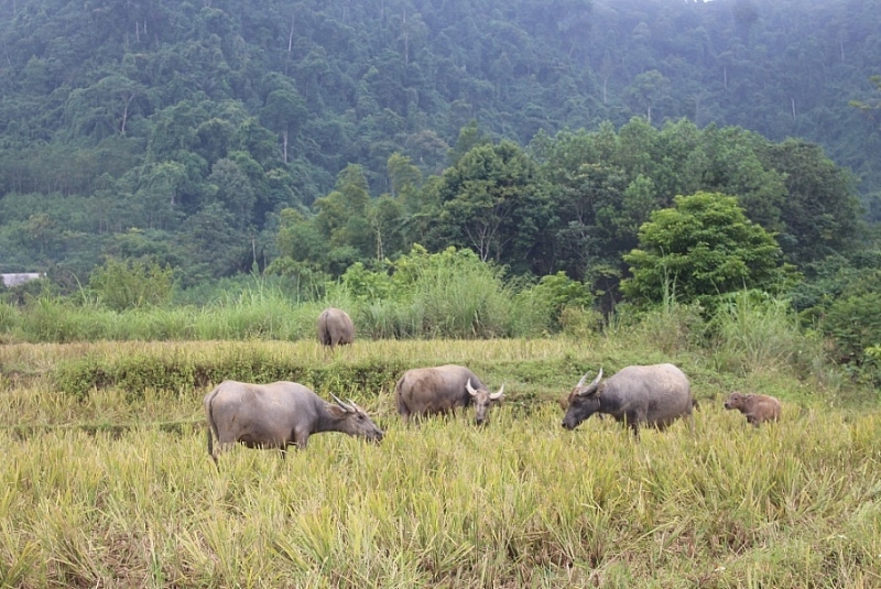 thanh hoa toc do tang truong grdp nam 2019 cao nhat tu truoc den nay