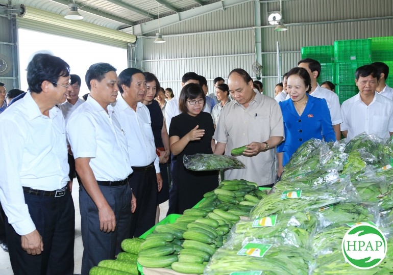 Công ty TNHH Lê Quốc: Đánh thức vùng nguyên liệu sạch phục vụ nhà máy chế biến cà chua xuất khẩu ở Hải Phòng