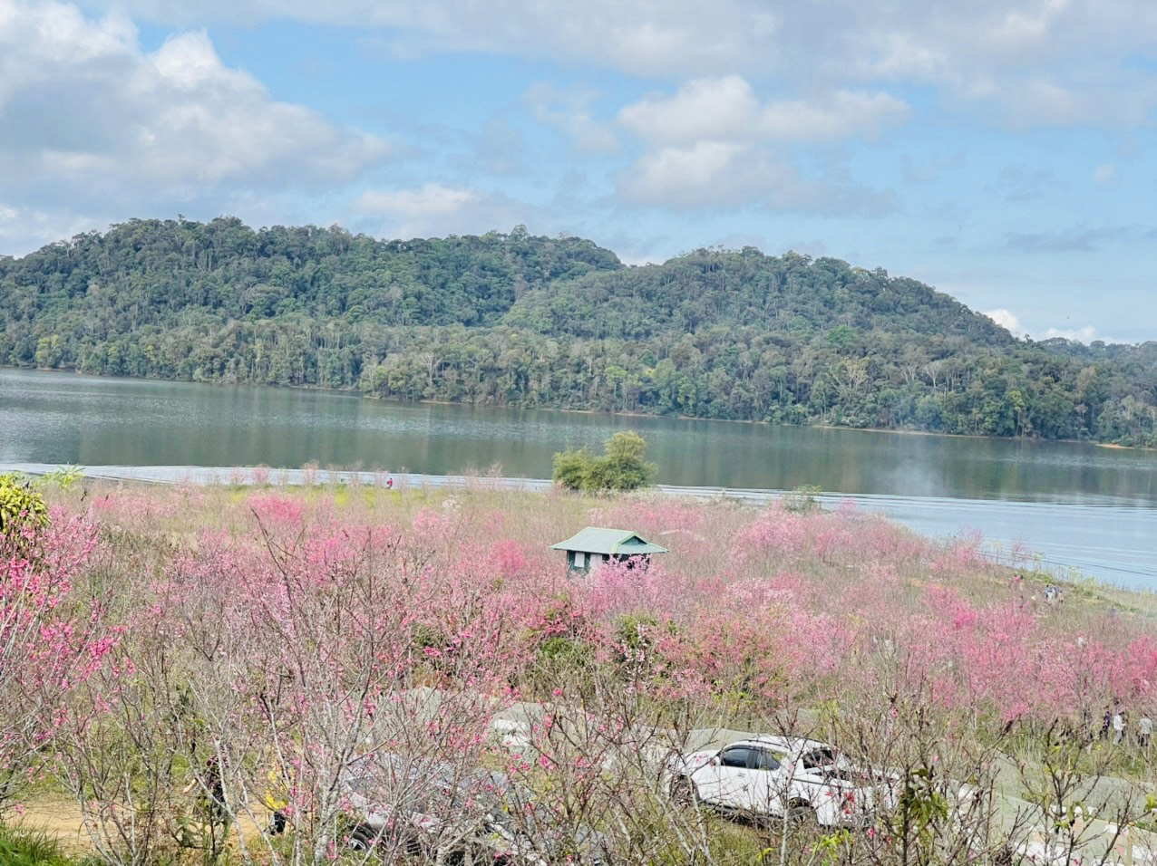 dien bien hoa anh dao no ro giua long ho pa khoang