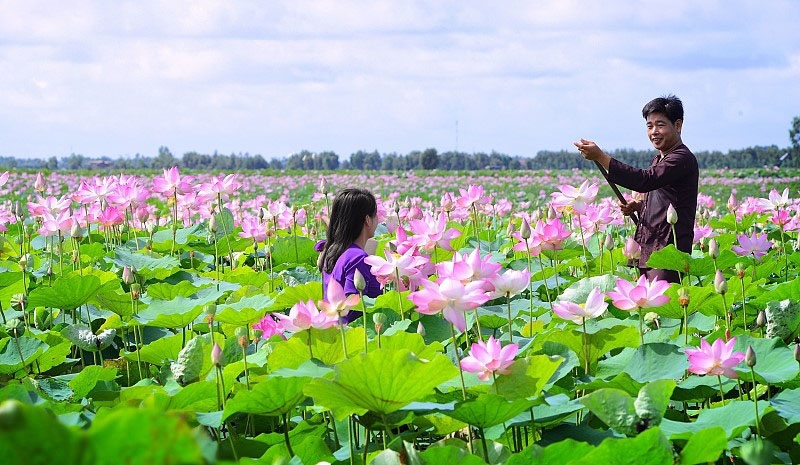 Đồng Tháp khôi phục phát triển du lịch thích ứng linh hoạt điểm đến an toàn