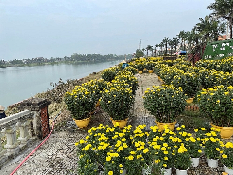 quang tri lang hoa an lac ron rang vao xuan