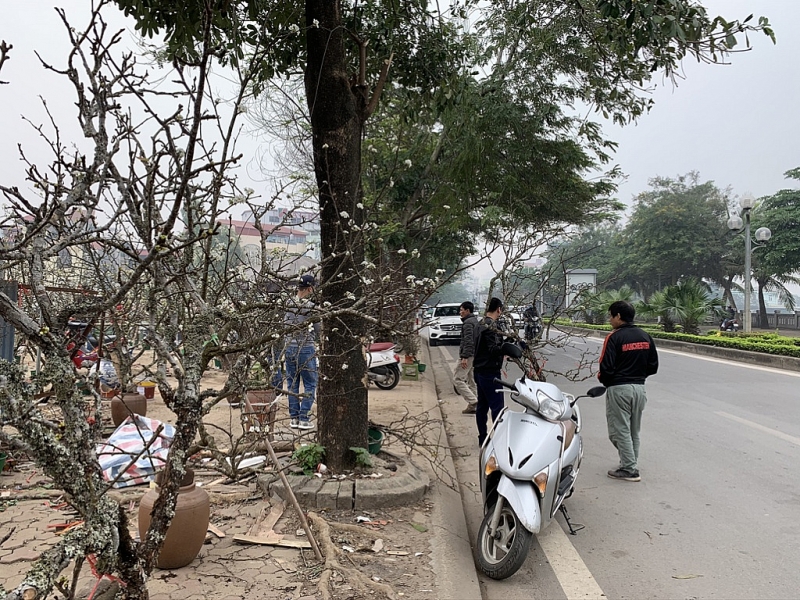 trang tinh khoi sac hoa le tren duong pho ha noi