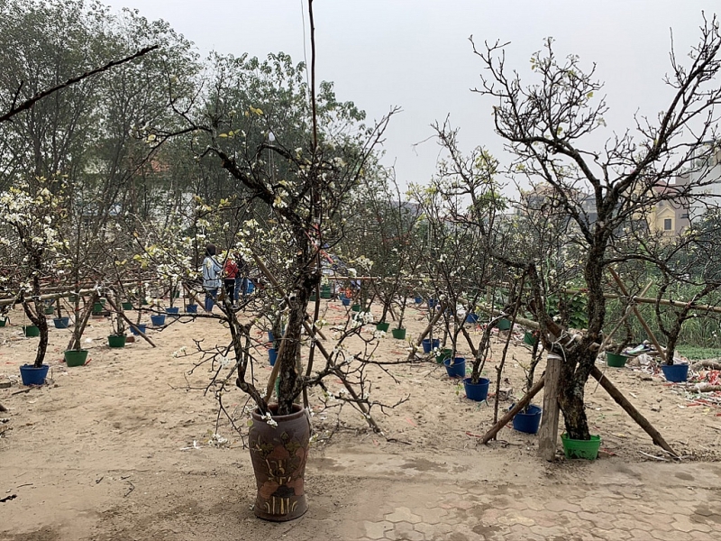 trang tinh khoi sac hoa le tren duong pho ha noi