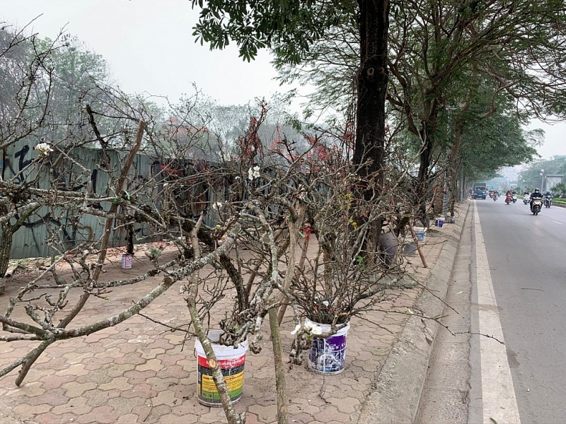 trang tinh khoi sac hoa le tren duong pho ha noi