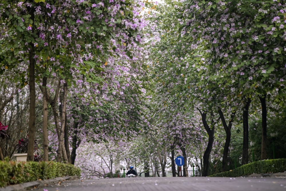 Ciputra Hanoi: Hoa ban nở rộ, khoe sắc mê đắm lòng người