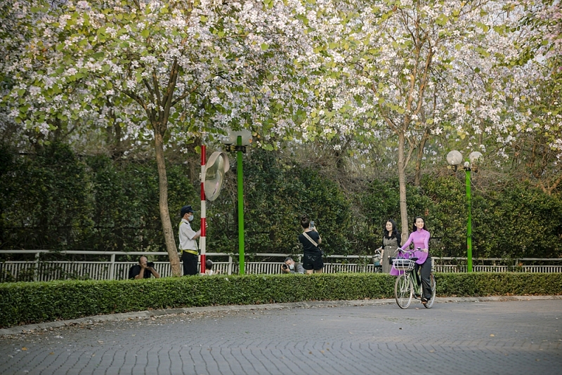 ciputra hanoi hoa ban no ro khoe sac me dam long nguoi