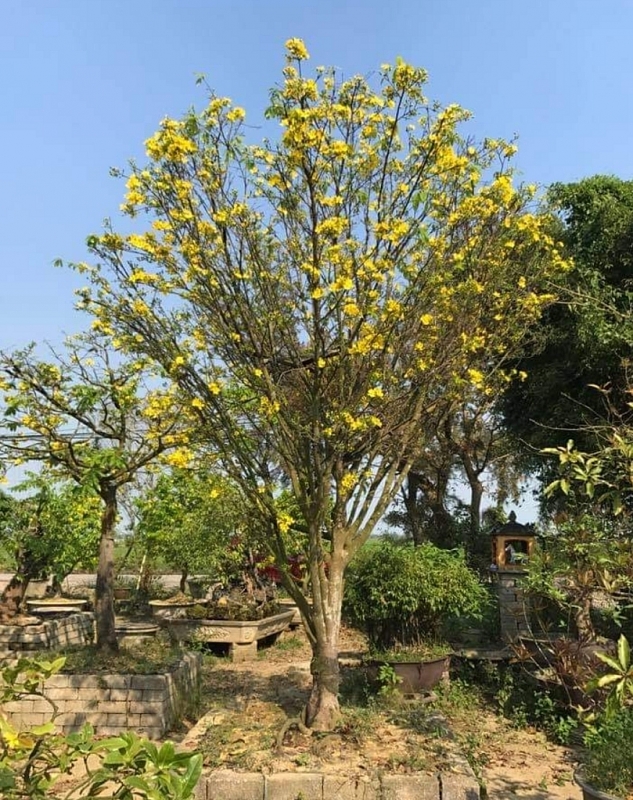 thua thien hue phat dong phong trao mai vang truoc ngo