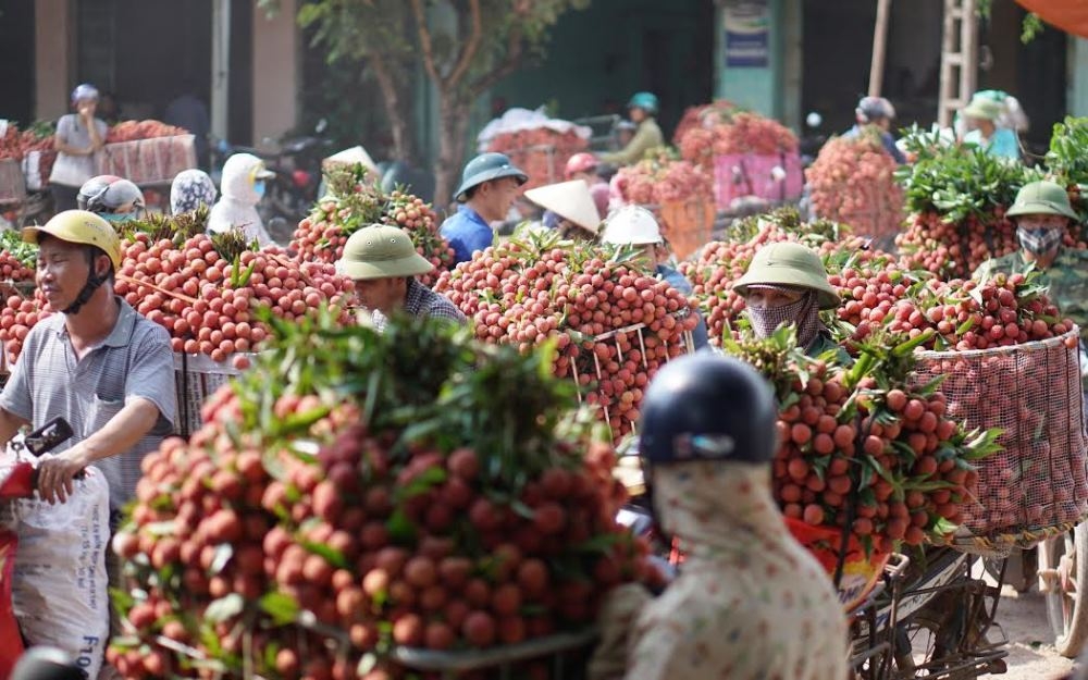 Bắc Giang: Chuẩn bị các kịch bản ứng phó cho vụ vải thiều 2020