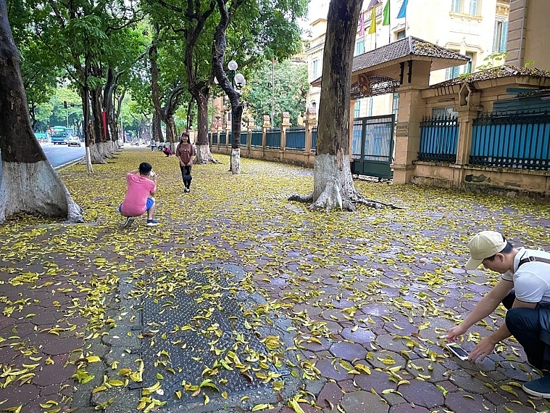 ha noi con duong phan dinh phung phu sac vang la sau rung sau con mua