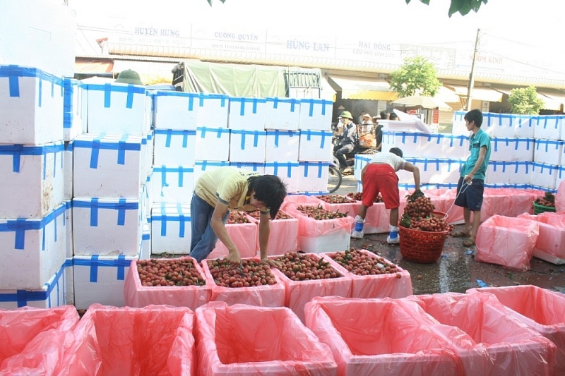 bac giang de xuat cach ly thuong nhan trung quoc den thu mua vai thieu