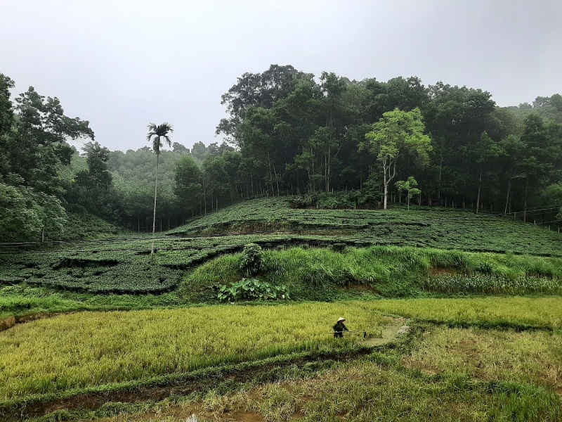 ha hoa phu tho can lam ro dau hieu gia mao giay to trong tranh chap dat dai tai toa so tham