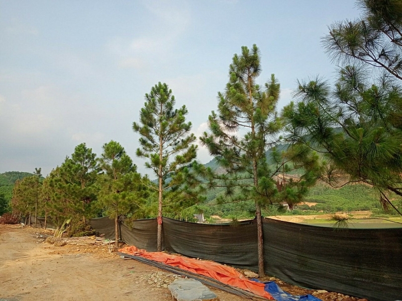 phuc yen vinh phuc chinh quyen xa ngoc thanh len tieng viec su dung dat tai ho trai trau