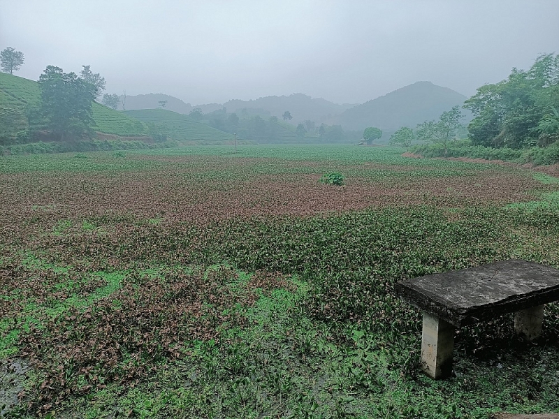 yen lap phu tho trai lon van hanh dan du da bi xu phat