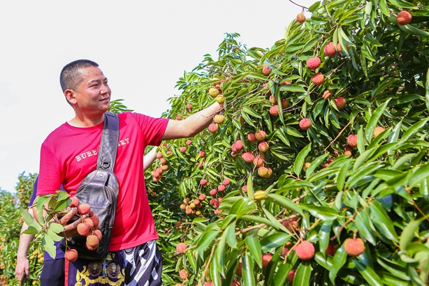 Lục Ngạn (Bắc Giang): Chủ động trong phương án tiêu thụ vải thiều