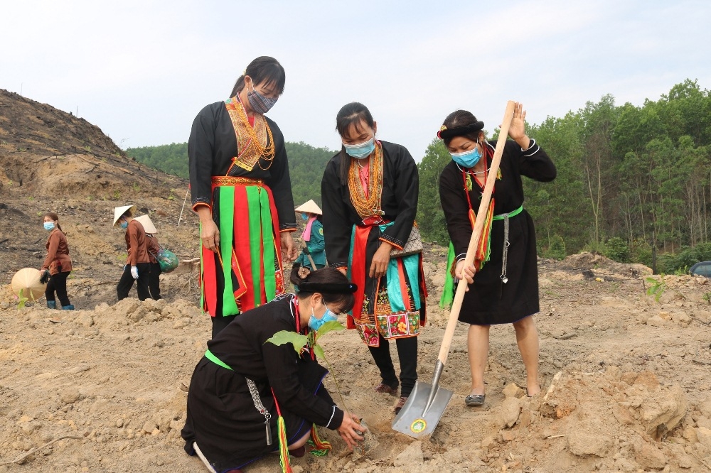 Quảng Ninh: Trả “vàng” cho rừng