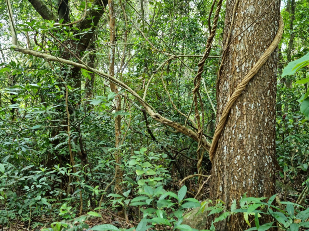 quang ninh tra vang cho rung