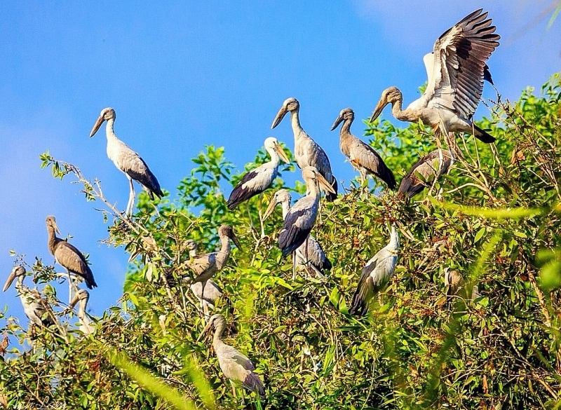 hau giang tap doan sun group se dau tu khu du lich lung ngoc hoang