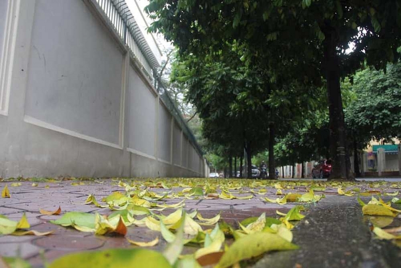 ha noi mua la rot tren vai