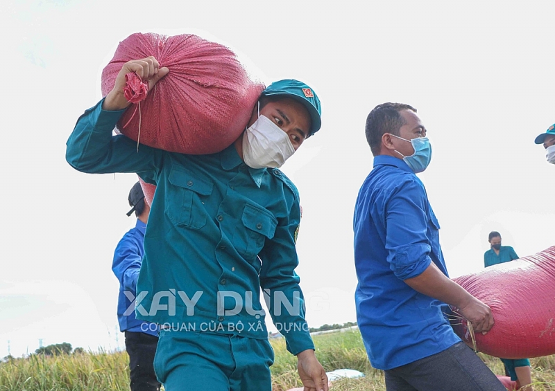 chien sy sao vuong giup dan trong vung phong toa thu hoach lua