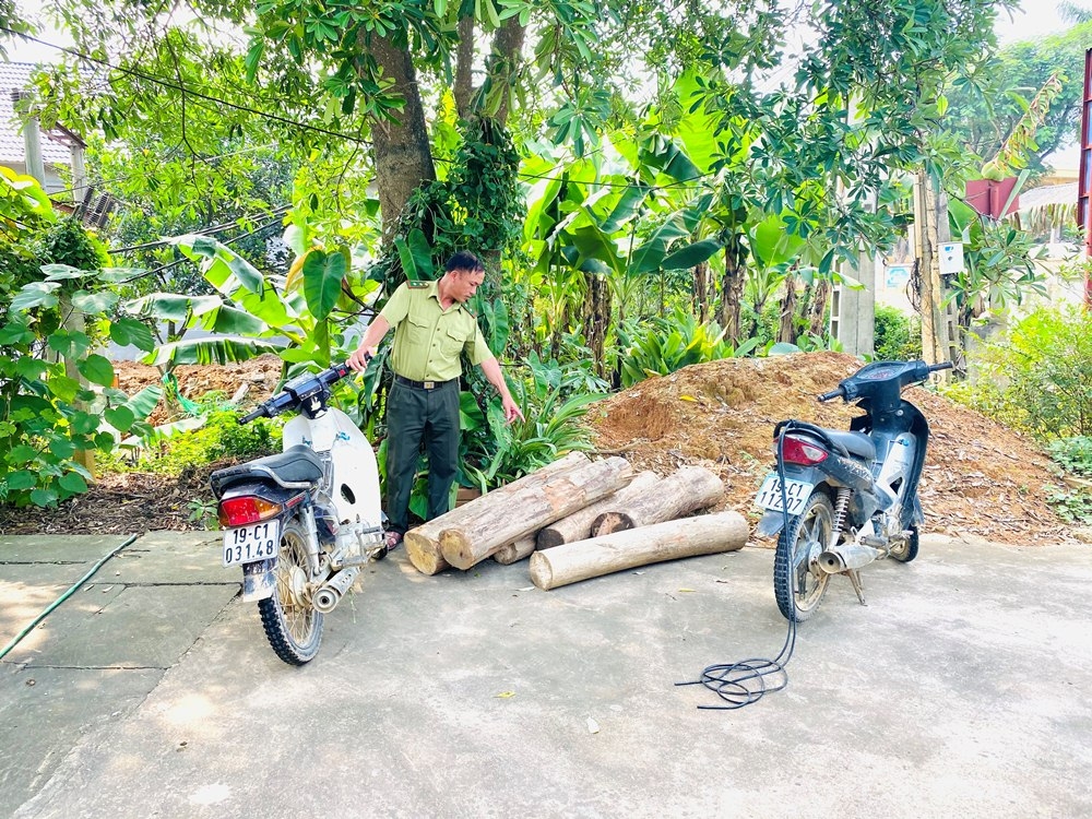 Thanh Sơn (Phú Thọ): “Lâm tặc tự phát” hoành hành giữa mùa dịch