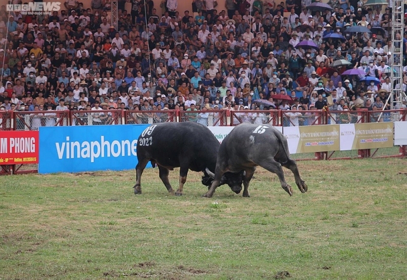 hai phong le hoi choi trau do son 2022 thu hut hang nghin nguoi dan va du khach tham du