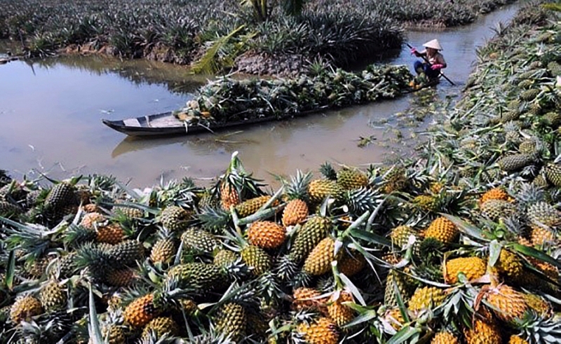 xuoi nguoc kenh xang xa no kham pha doi song cu dan xu ngan va nghe ke chuyen huyen thoai con duong lua gao miet hau giang