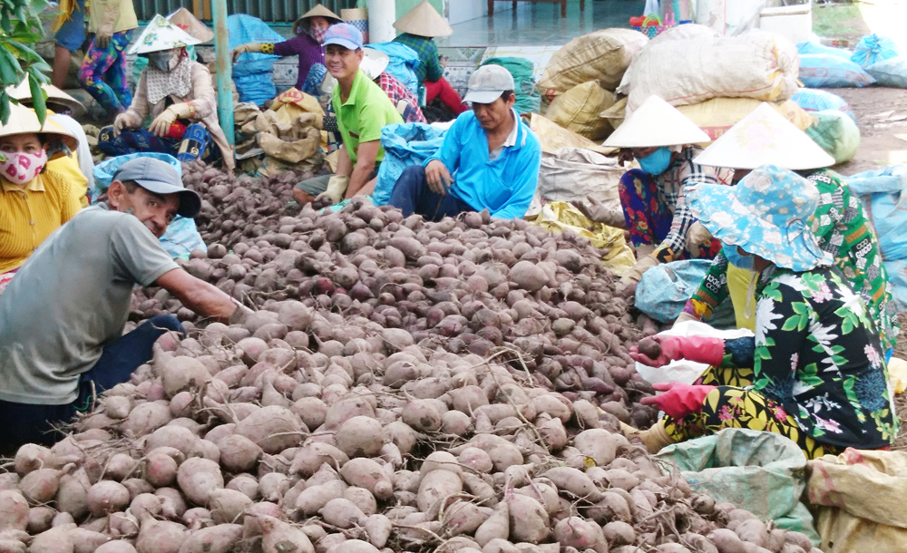 Vĩnh Long: Liên kết xây dựng chuỗi cung ứng khoai lang phục vụ nội tiêu và xuất khẩu