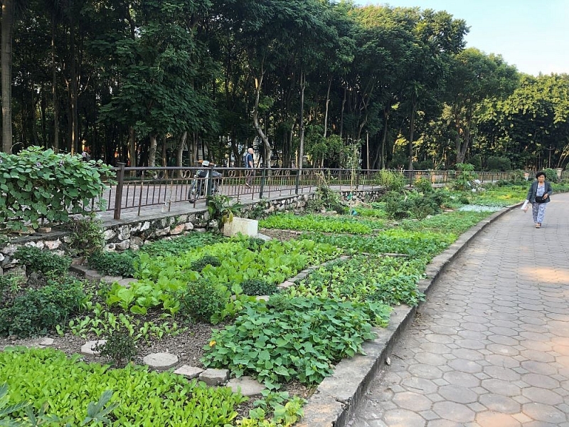 ha noi cong vien bac linh dam xuong cap dang bao dong